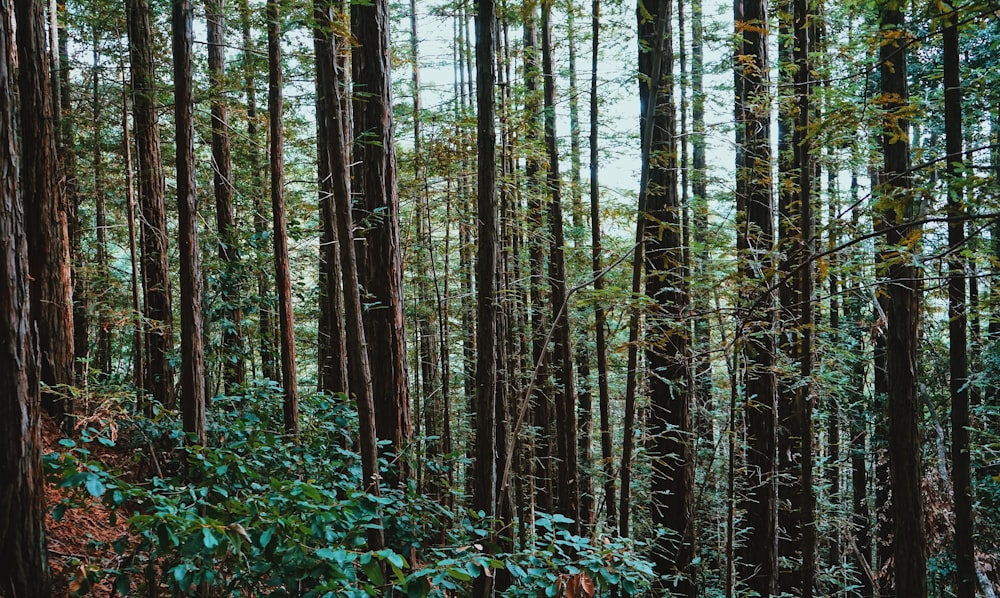 green trees