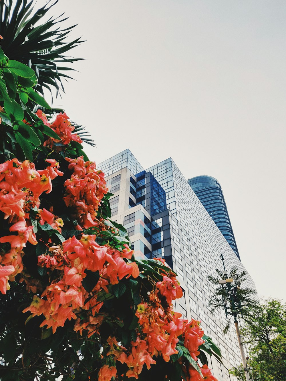 Low-Angle-Foto von rosa Blumen mit Blick auf das Gebäude