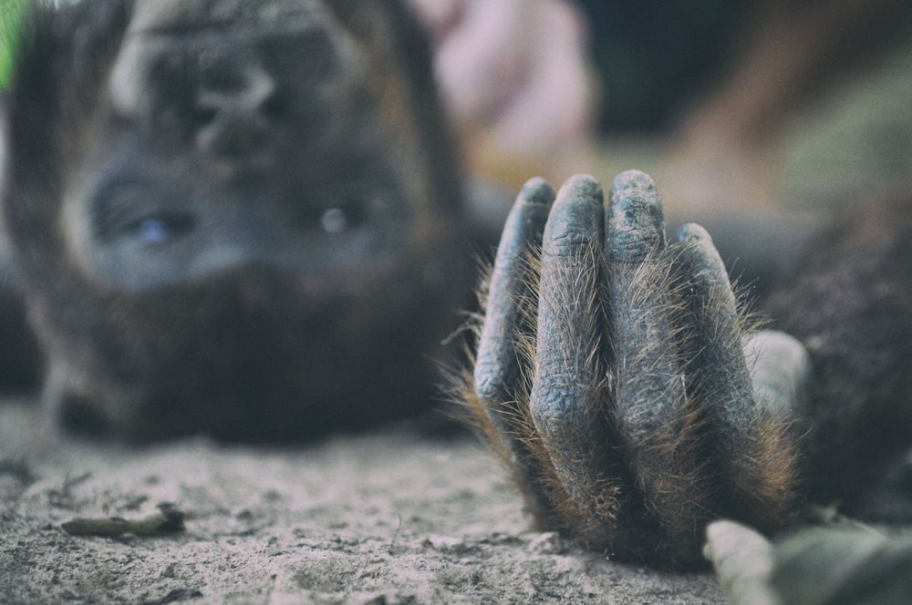 black monkey lying on ground