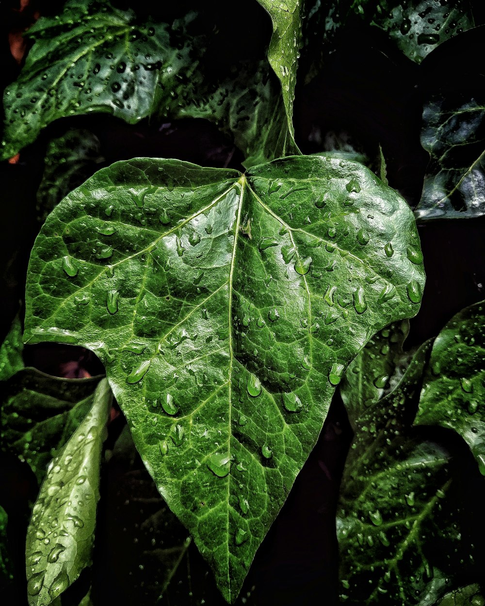 green leaf plant close-up photography