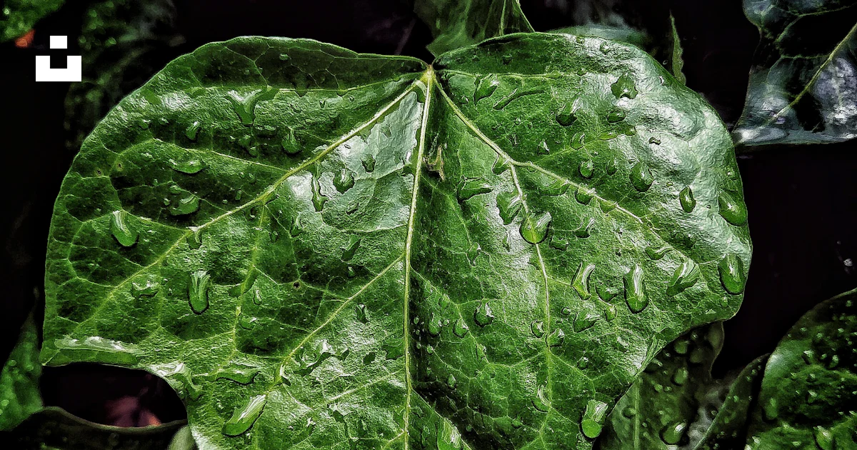 Green leaf plant close-up photography photo – Free Animal Image on Unsplash