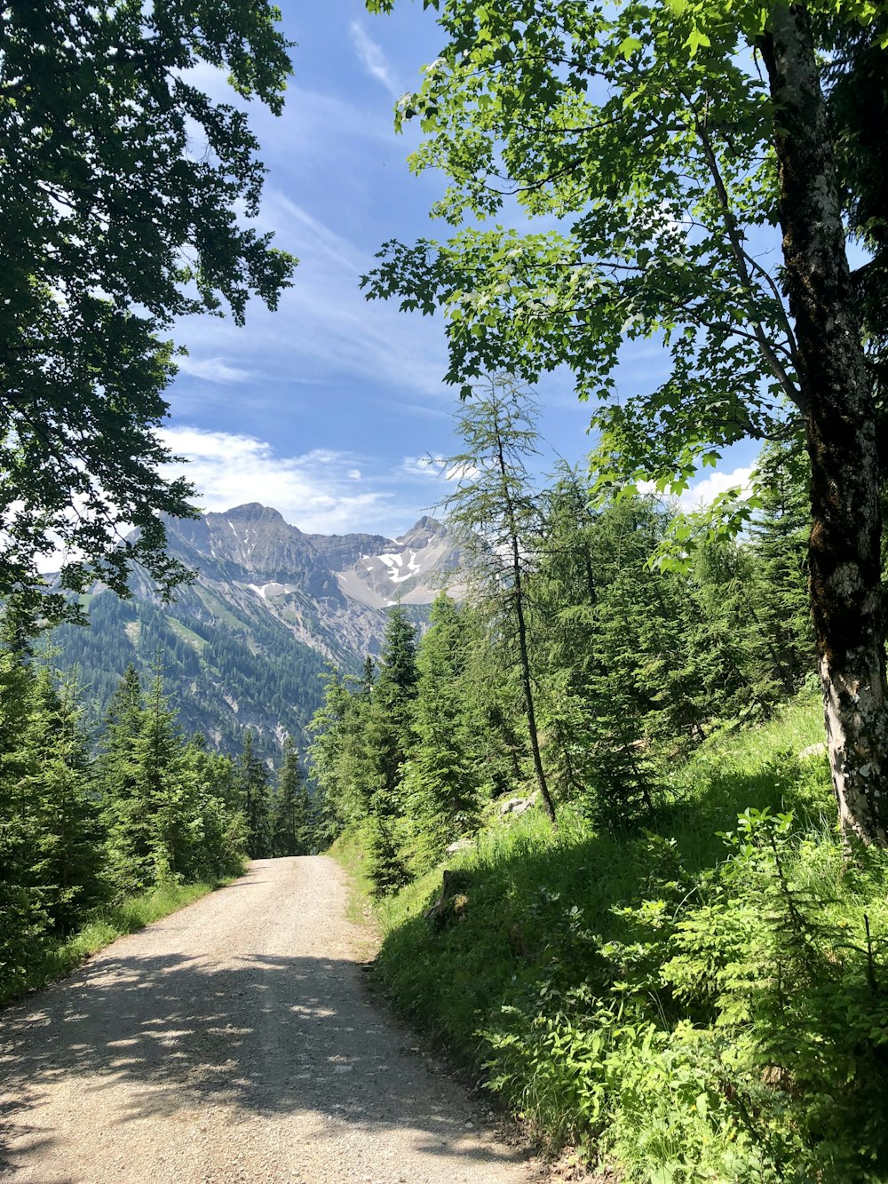 field of trees near mountain