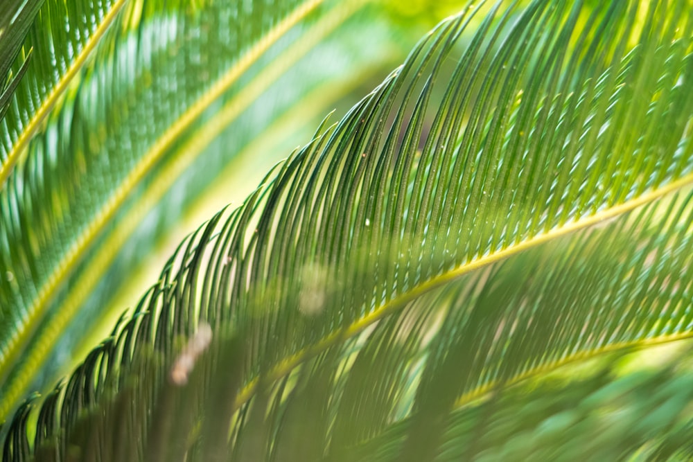 green palm leaves