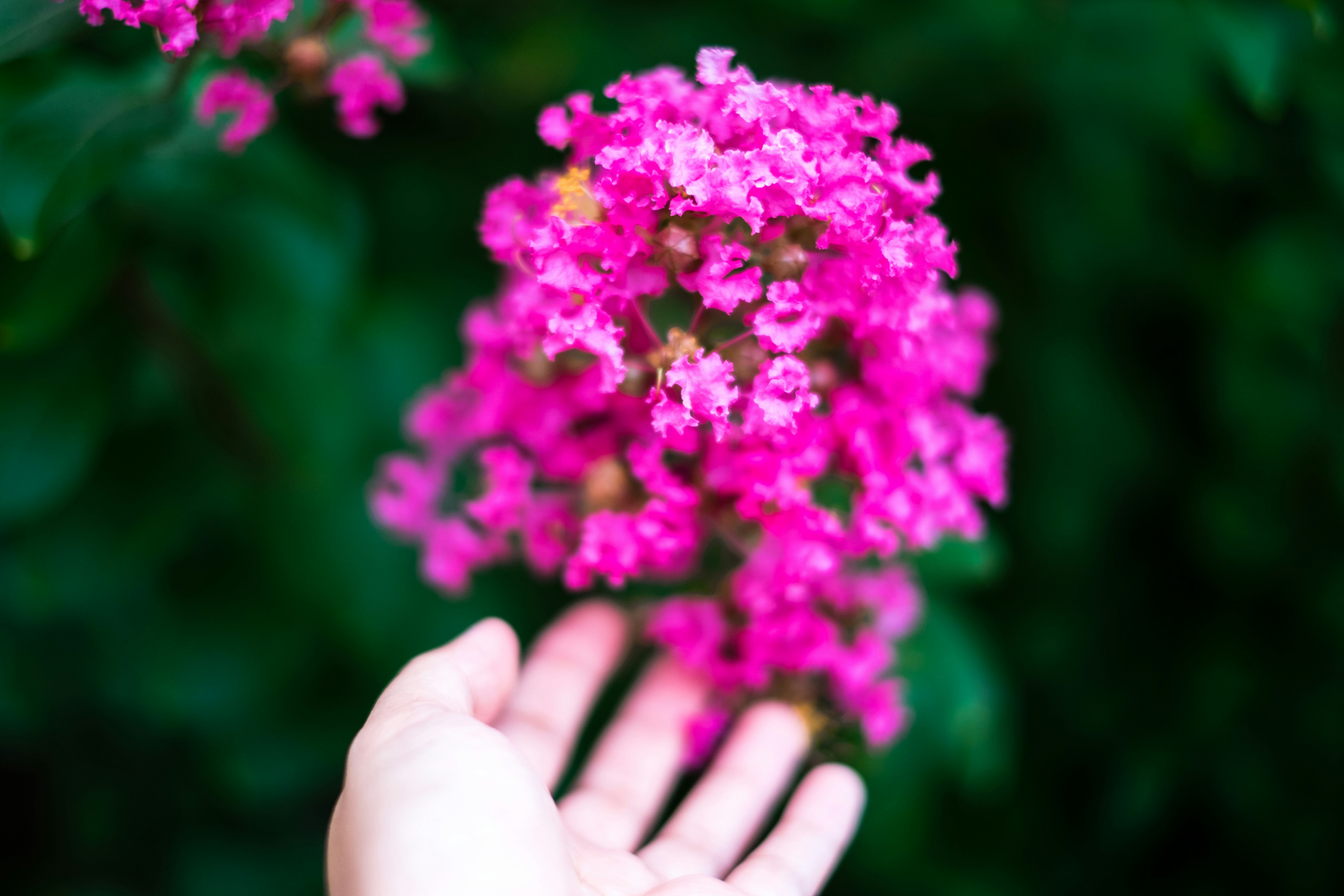 Close-up photograph of a vibrant pink flower cluster held by a pale hand, with a soft blurred green background.