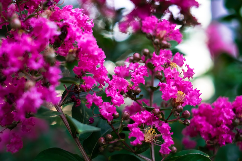 green-leafed plant with pink flowers