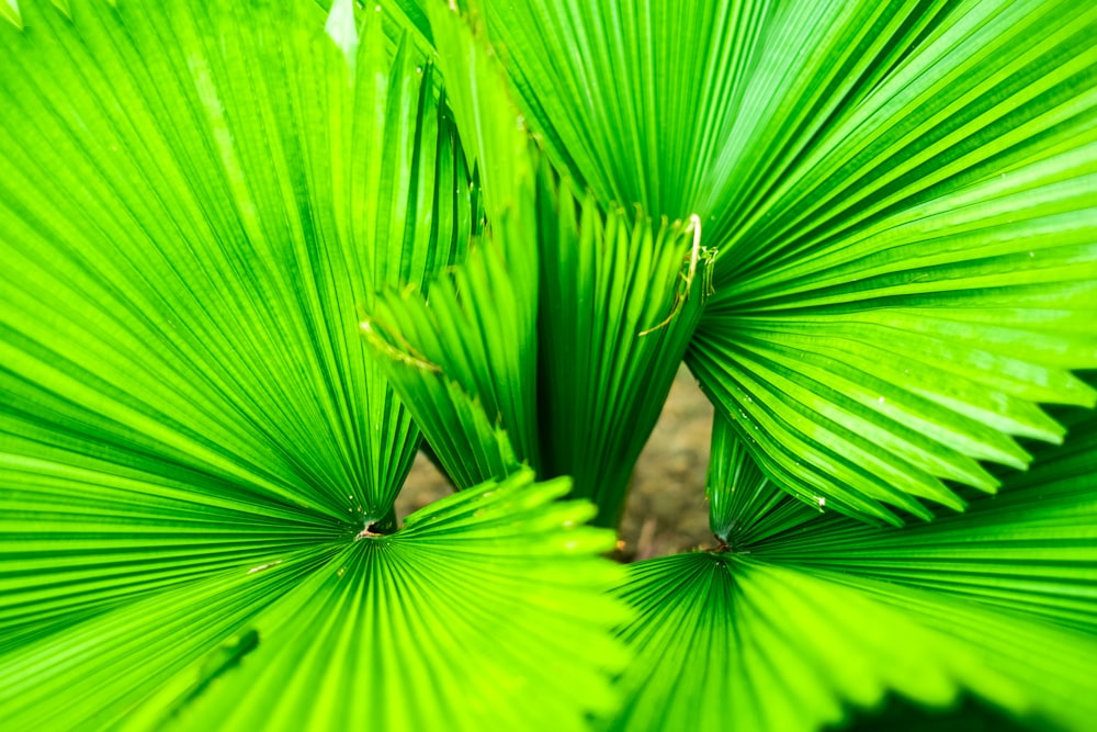 green-leafed plant