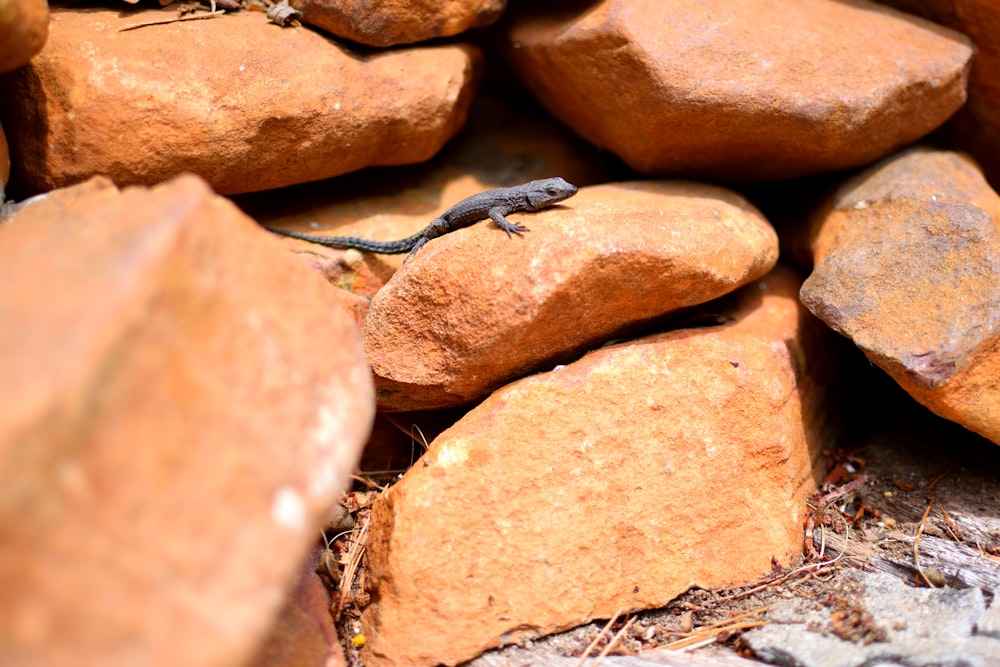 black gecko on rock