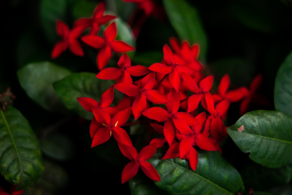 빨간 꽃잎 꽃 클로즈업 사진