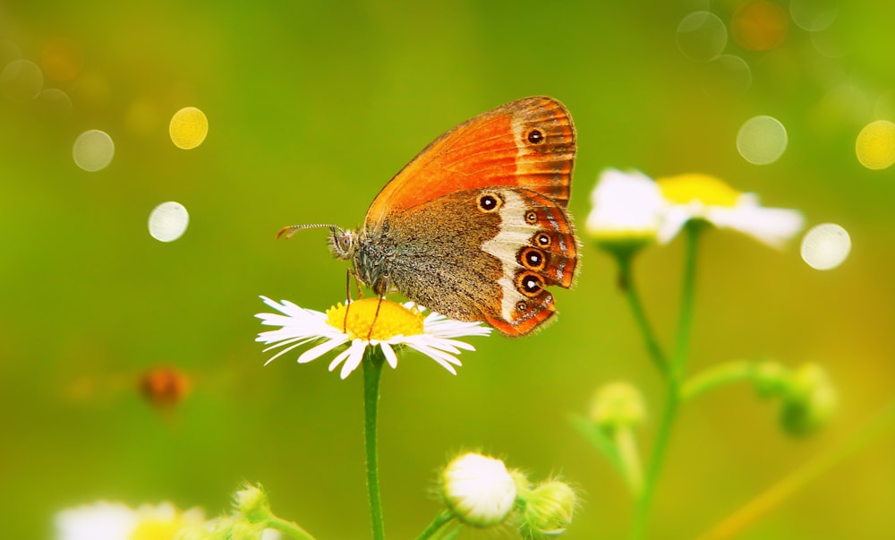 shallow focus photography of orange and brown butterfly