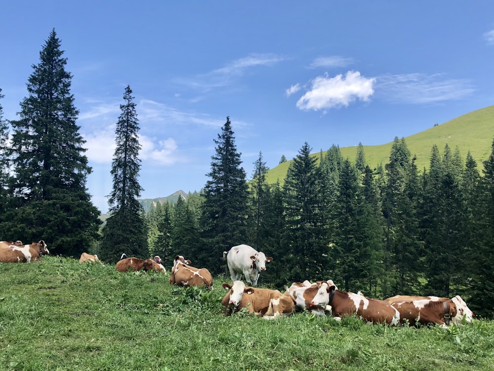 brown and white cattle on green grass field during daytime