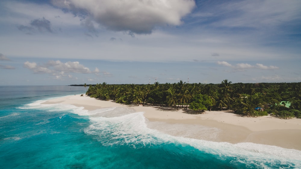 green trees beside beach under cloudy sky during daytime