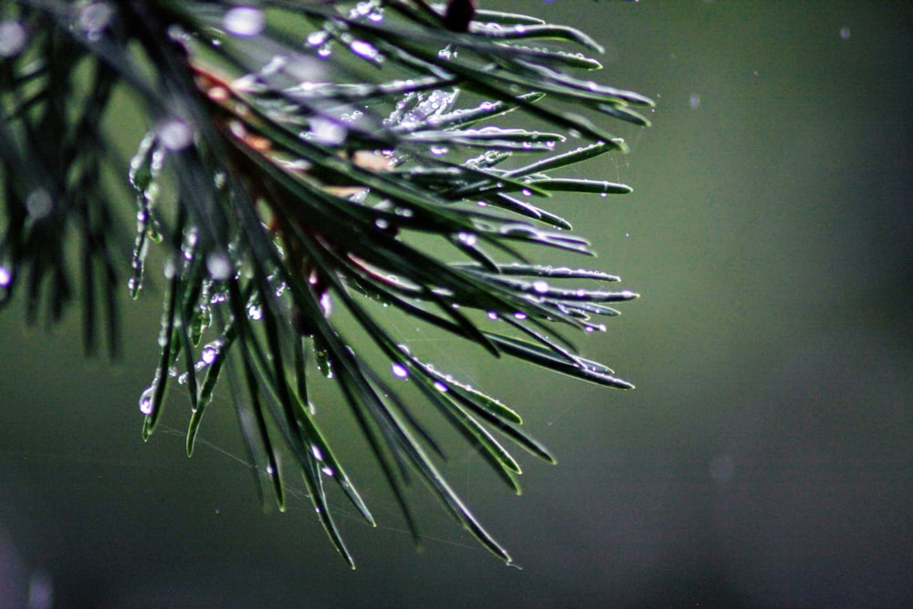 shallow focus photo of green leaves