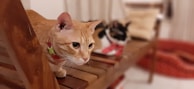 An orange tabby cat with a red and green collar is perched attentively on a wooden bench, while a second cat with a mix of black, white, and brown fur rests on a cushion behind it. The scene is indoors, with soft focus on the background, suggesting a cozy and relaxed setting.