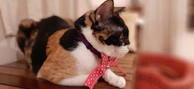Chic kitty wearing a bow tie collar sitting elegantly by a colorful backdrop.