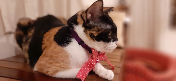 A stylish cat posing with a vibrant handmade collar and bow tie indoors.