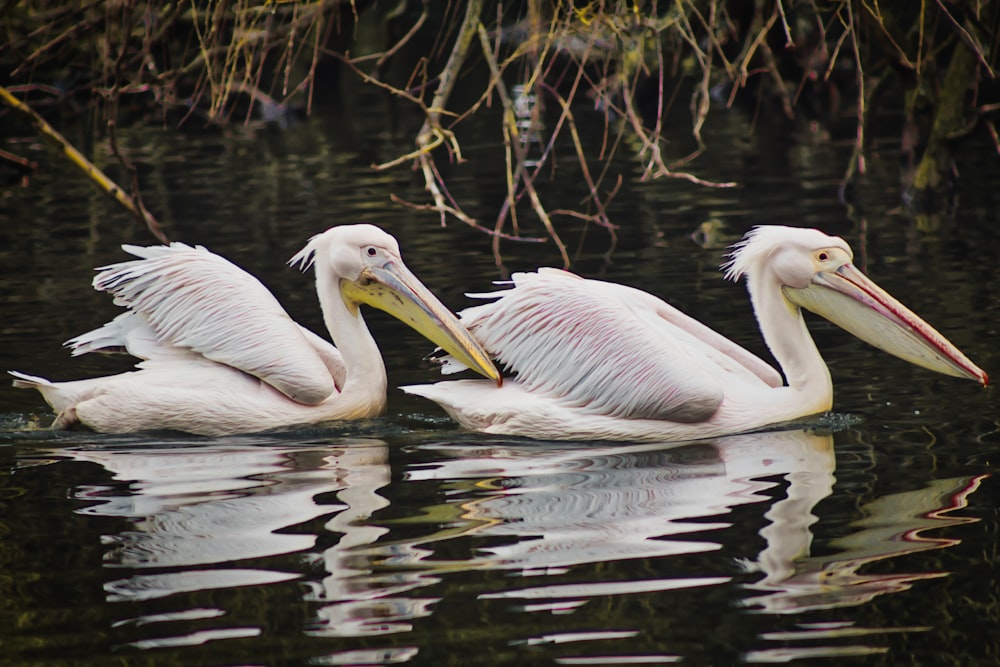 two white long-necked birds on body of water