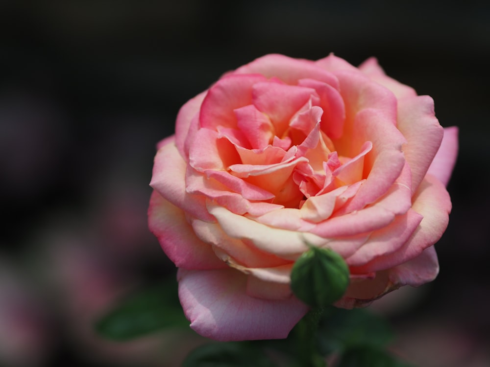 pink rose flower