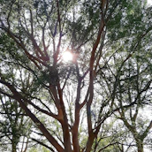 Sunlight filtering through the leaves of a large tree representing the Raíz Viva symbol.