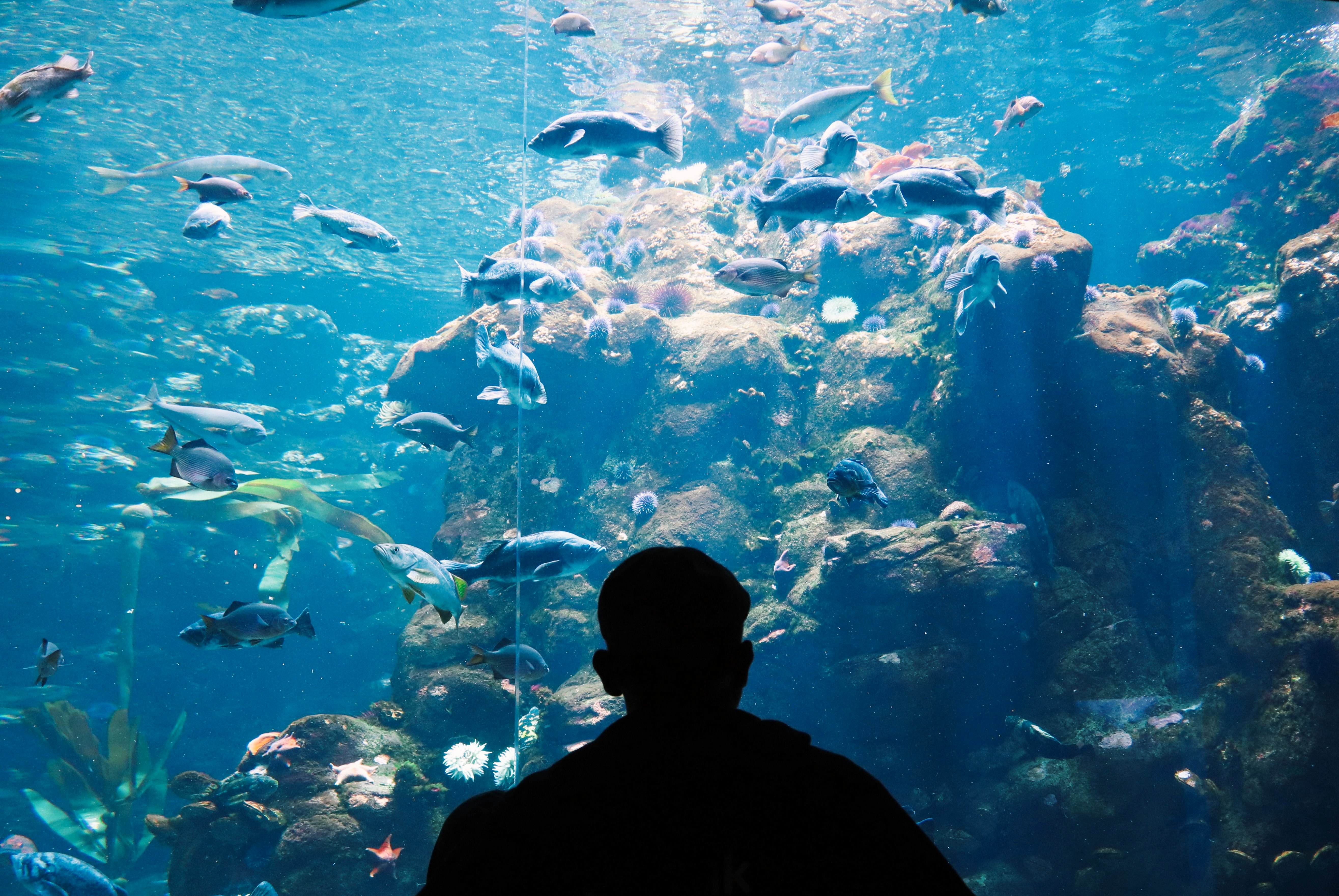 man standing in front of a big aquarium