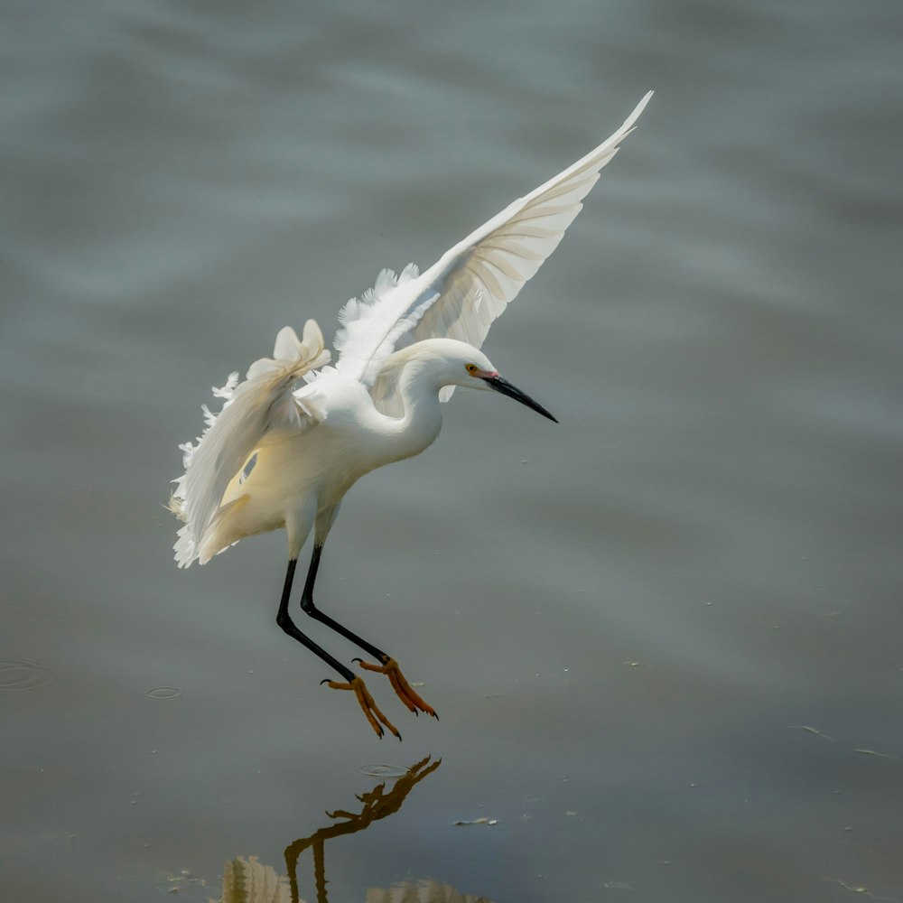 white bird flying above body of water during daytime