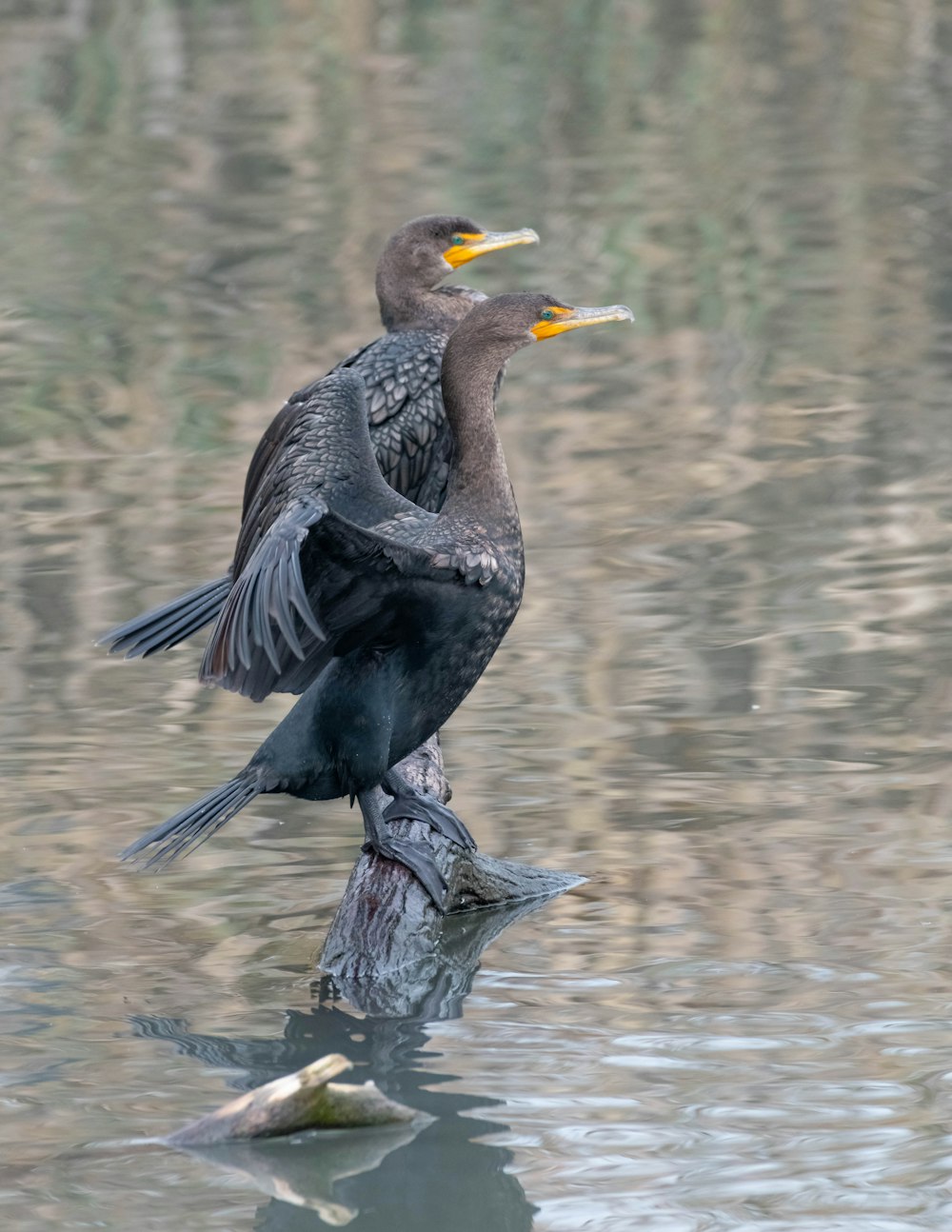 two black ducks on a tree branch