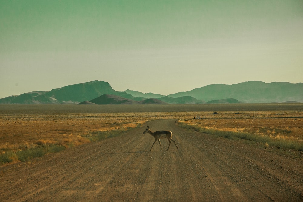 cervo marrom cruzando estrada durante o dia