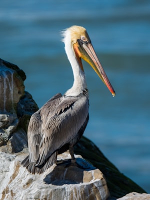 white bird on rock