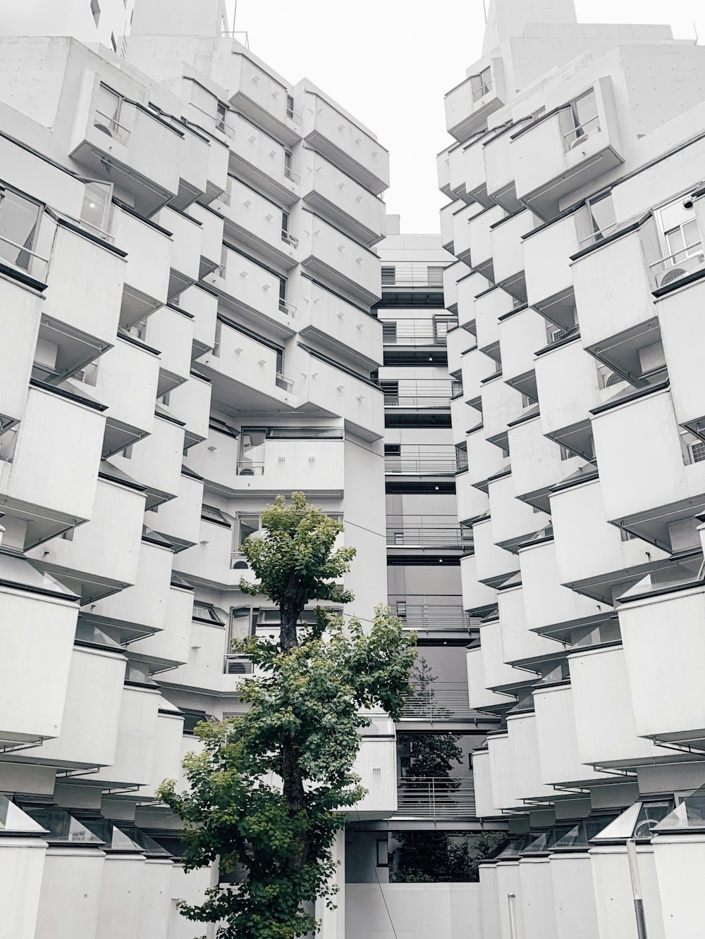 tree beside white concrete building