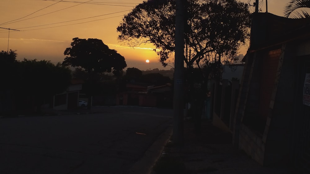 silhouette of trees