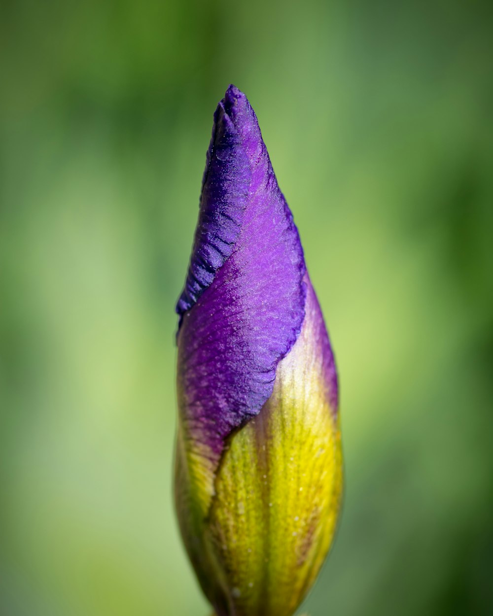 purple and green flower bud