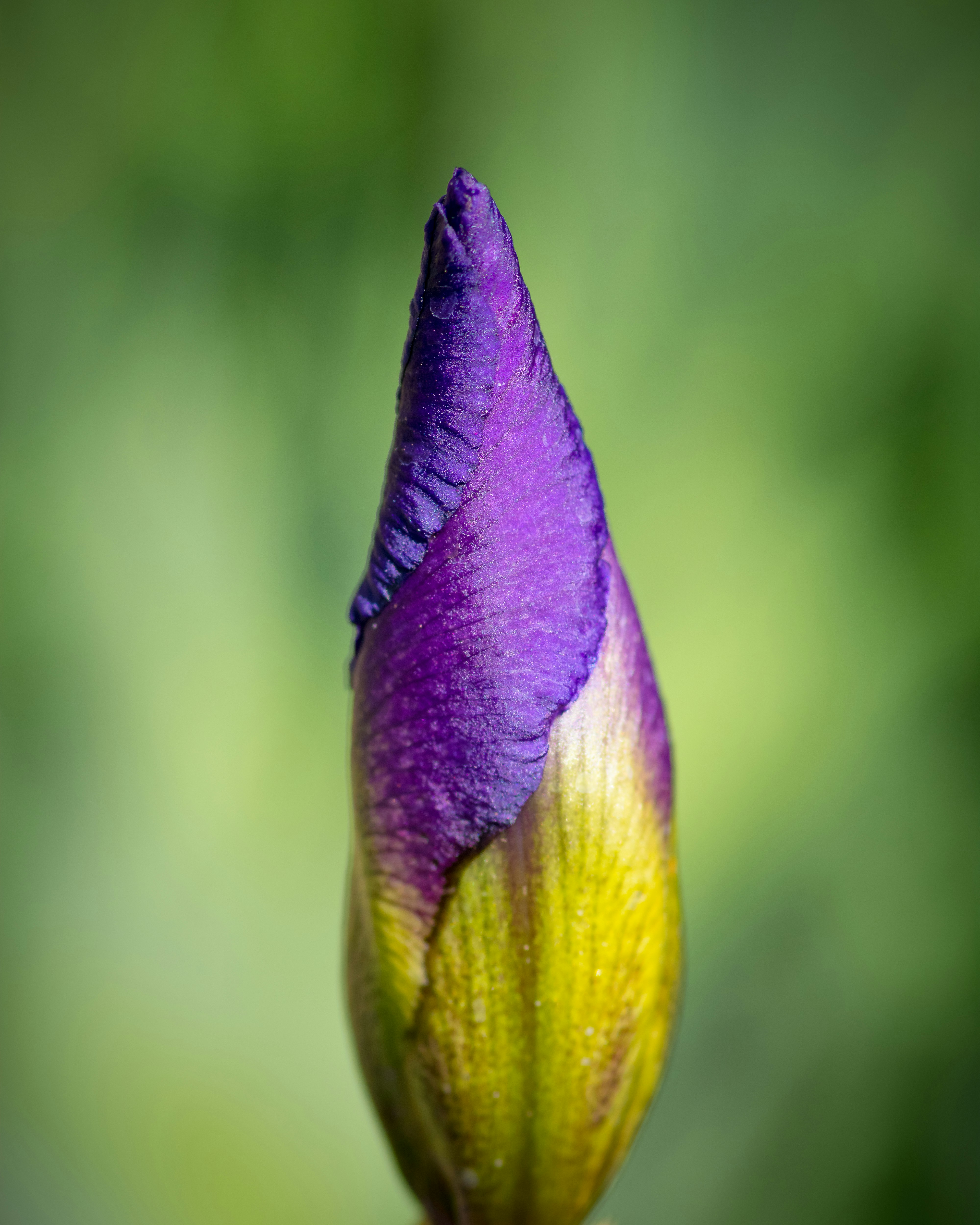Purple And Green Flower Bud Photo Free Blossom Image On Unsplash