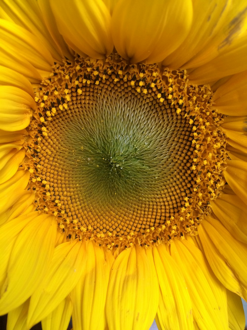 fleur de tournesol jaune