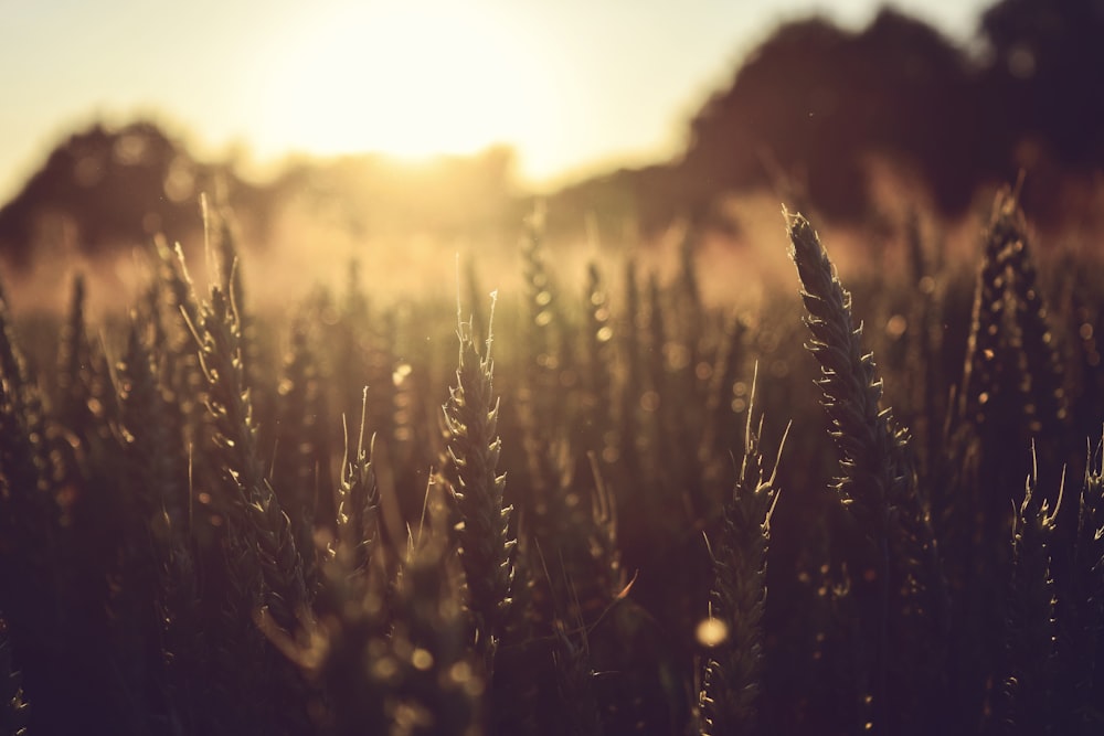 grass during golden hour