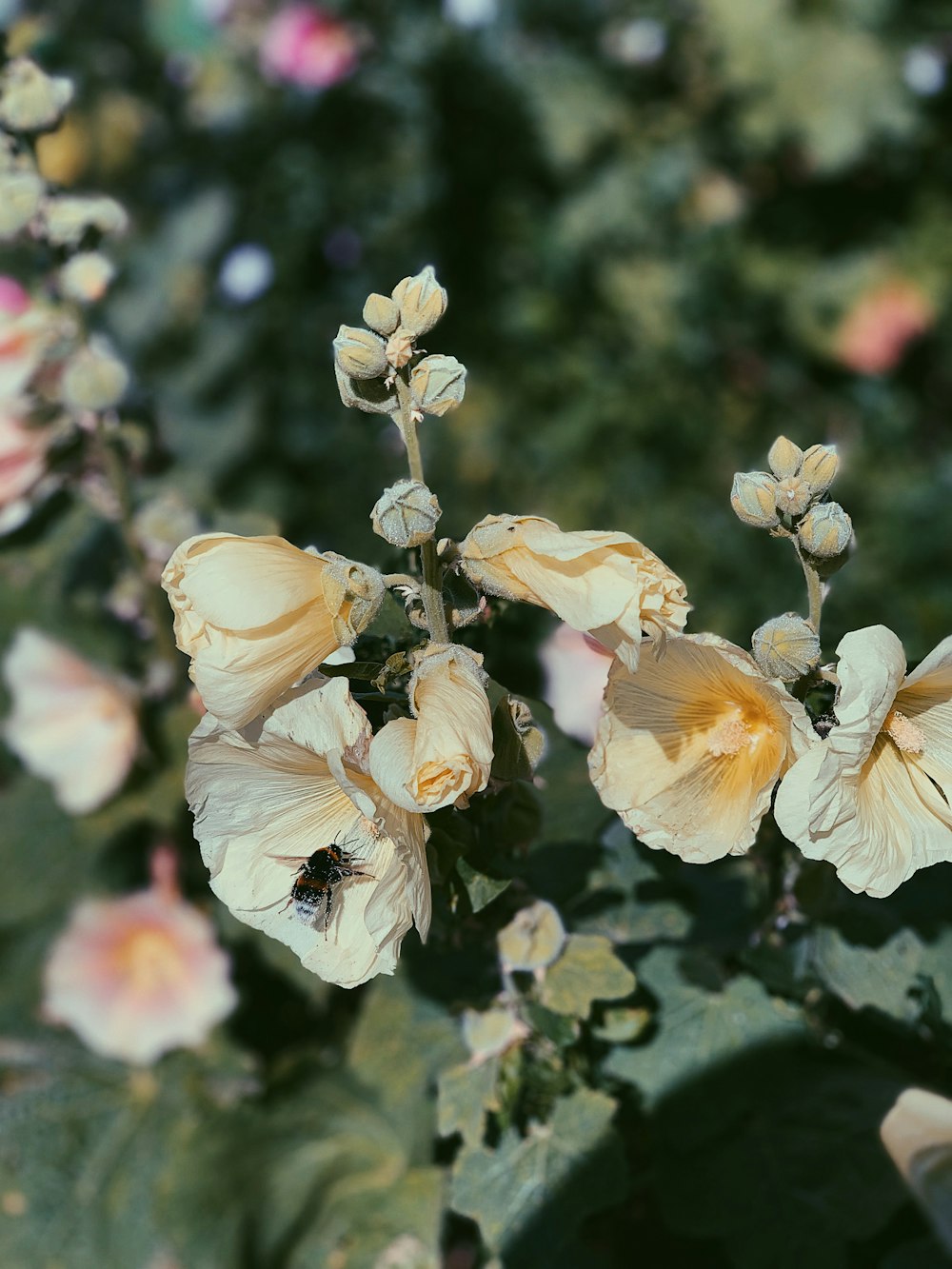 white petaled flower