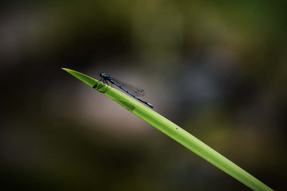 blue dragonfly