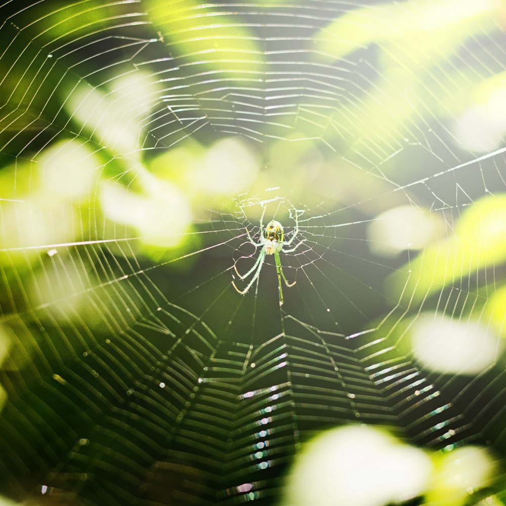 green spider on web