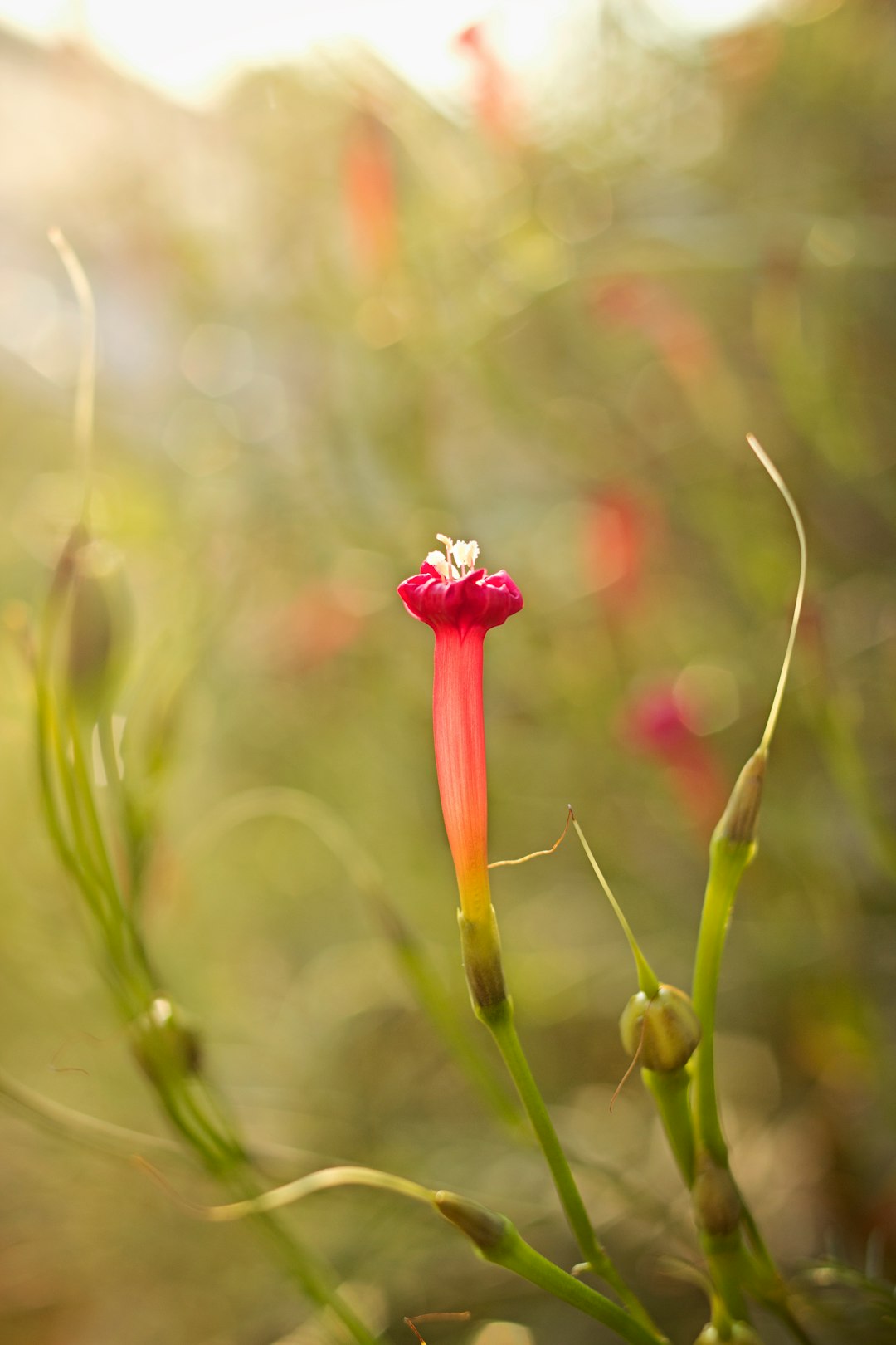 macro photography of pink flowers