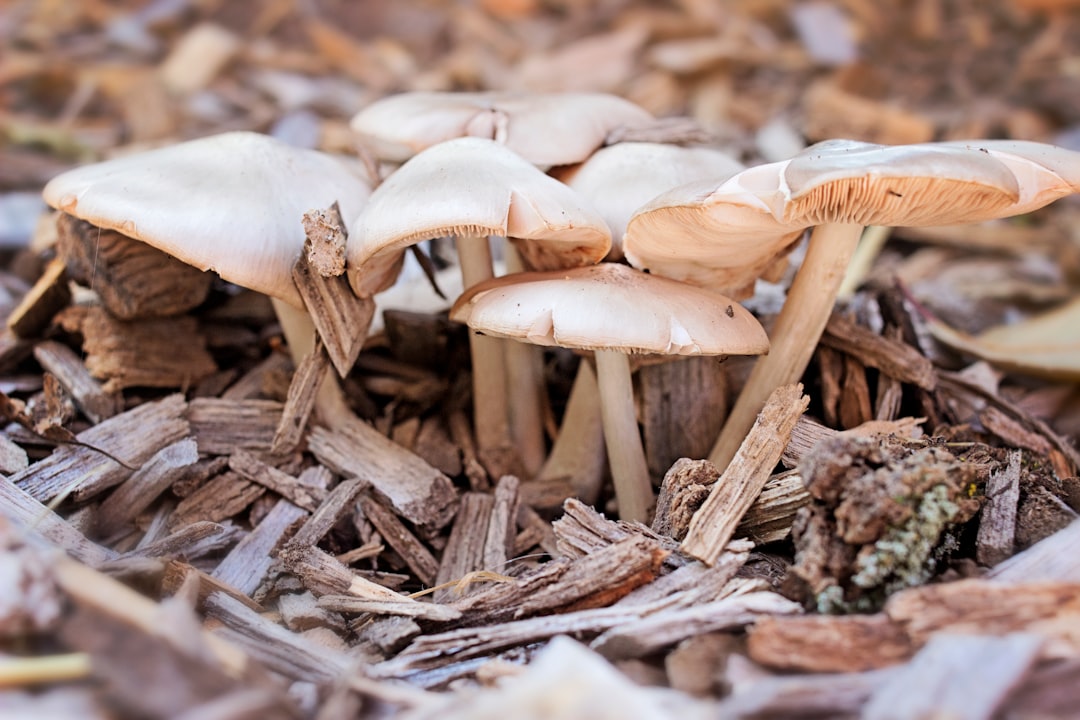 beige mushrooms