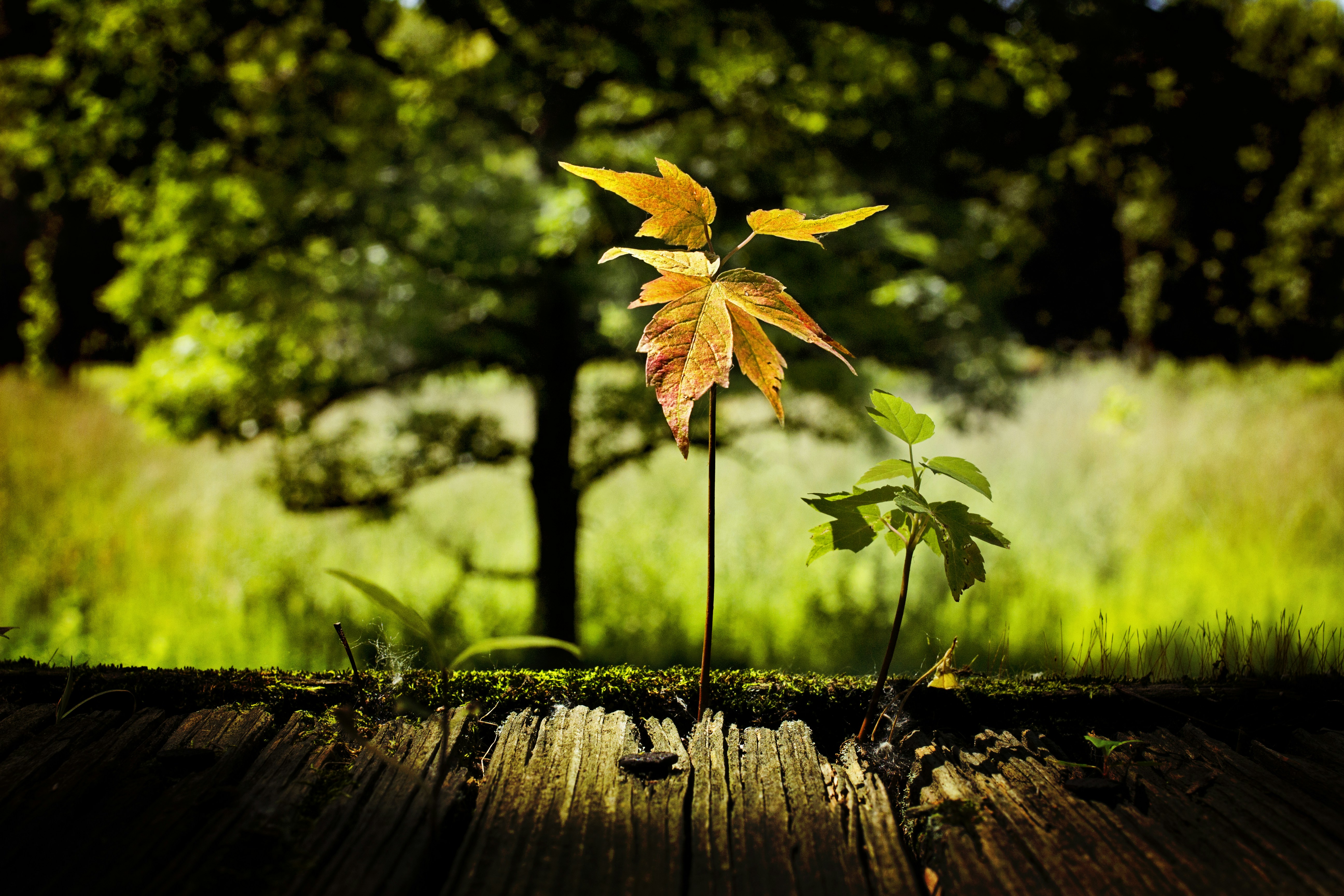 Photo by spring_fed_images