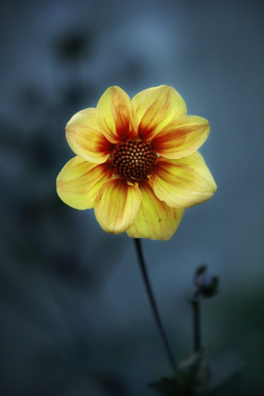 yellow petaled flower