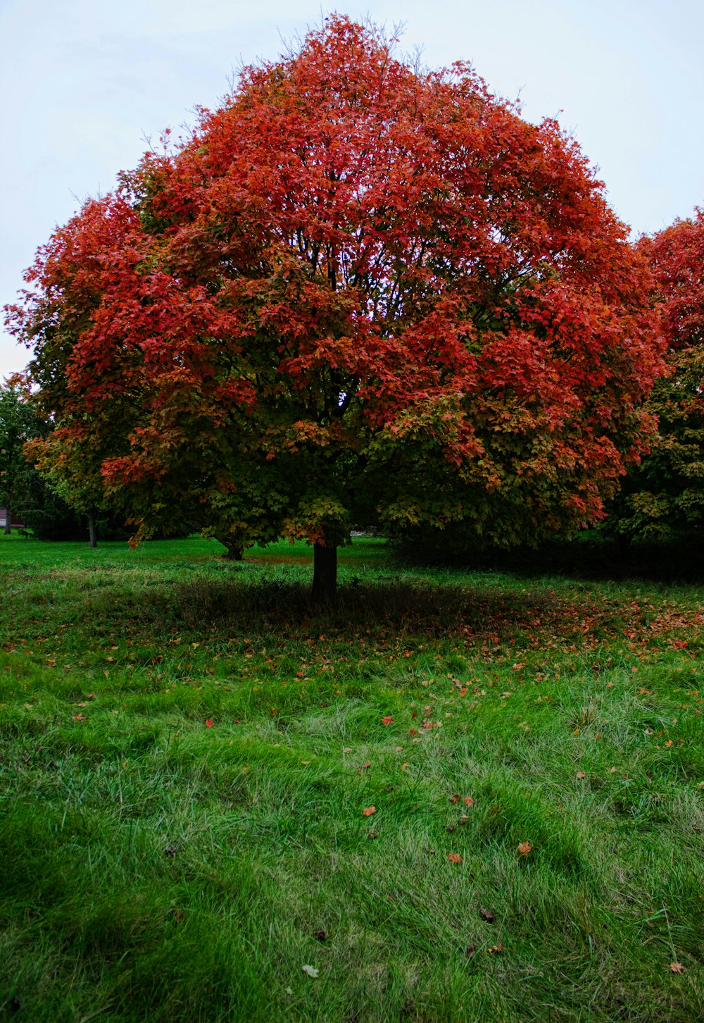 red and green trees