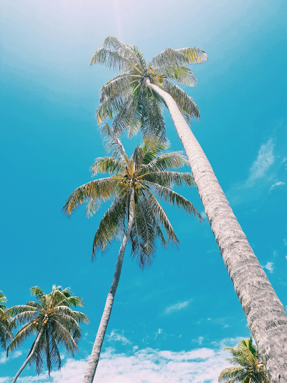 Foto de ángulo bajo de la palmera bajo el cielo azul claro