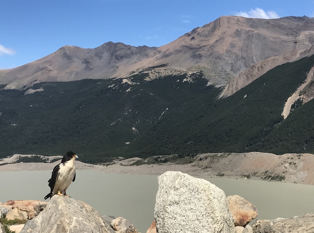 bird on rock near mountain