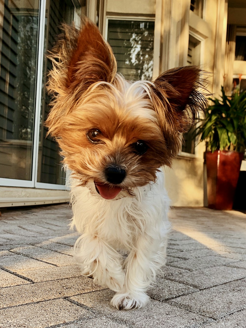 Photo de mise au point peu profonde d’un chien blanc et brun à poil long