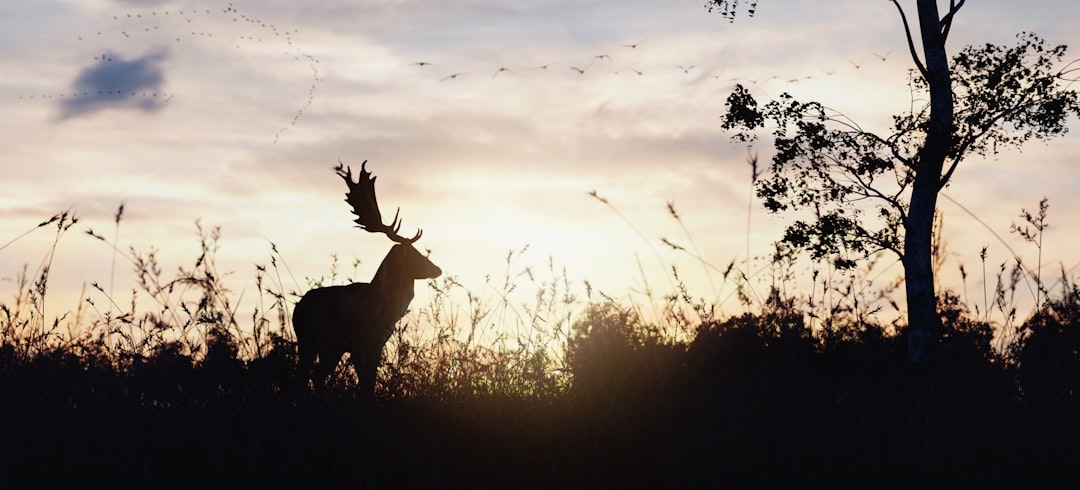 silhouette photography of moose in grass field