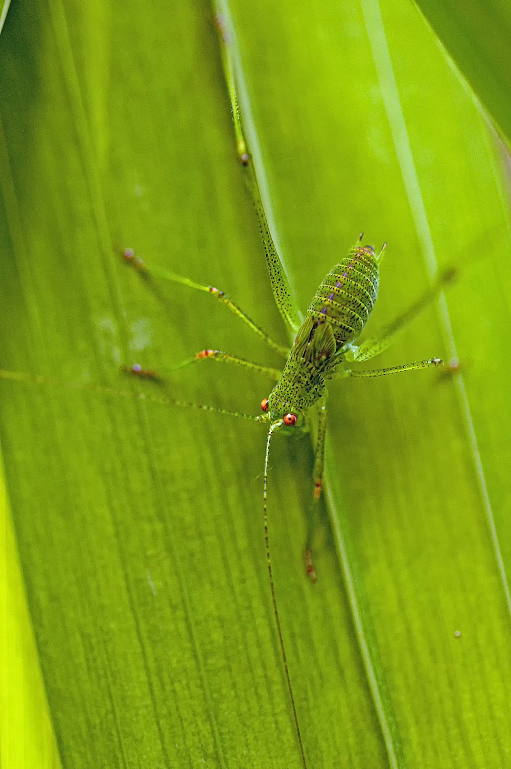 green insect