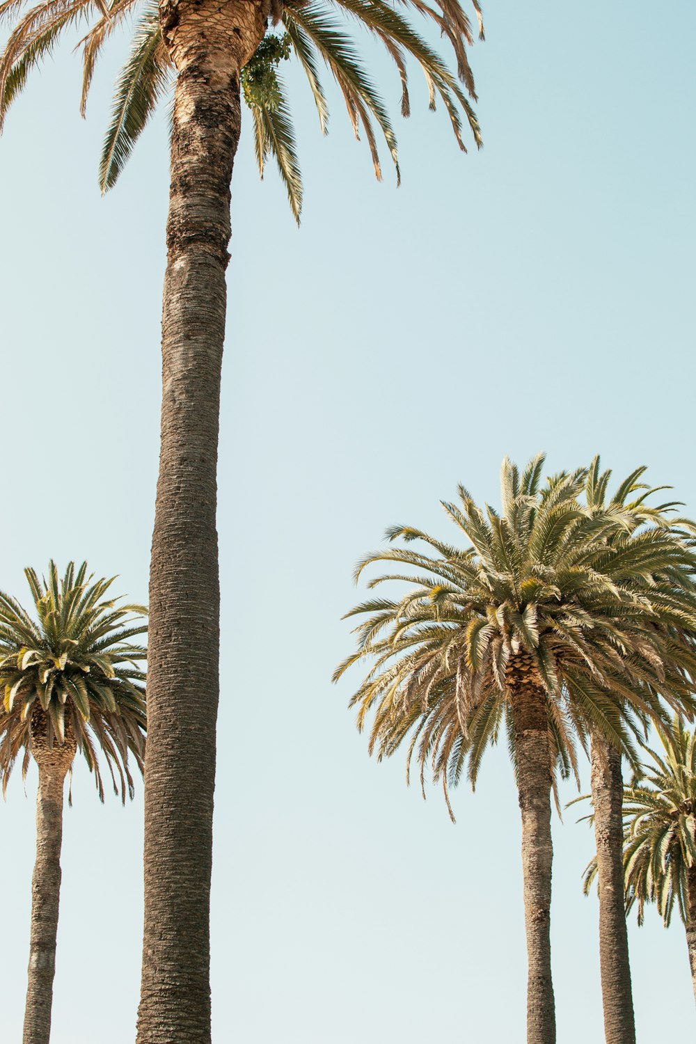 green coconut trees