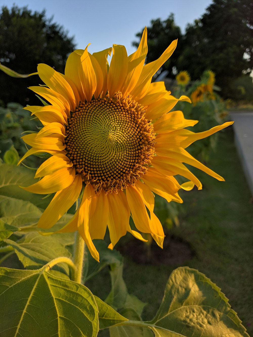 Sonnenblumen in der Nähe der Straße