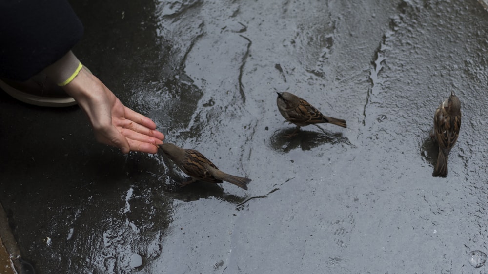 person feeding three brown sparrow birds