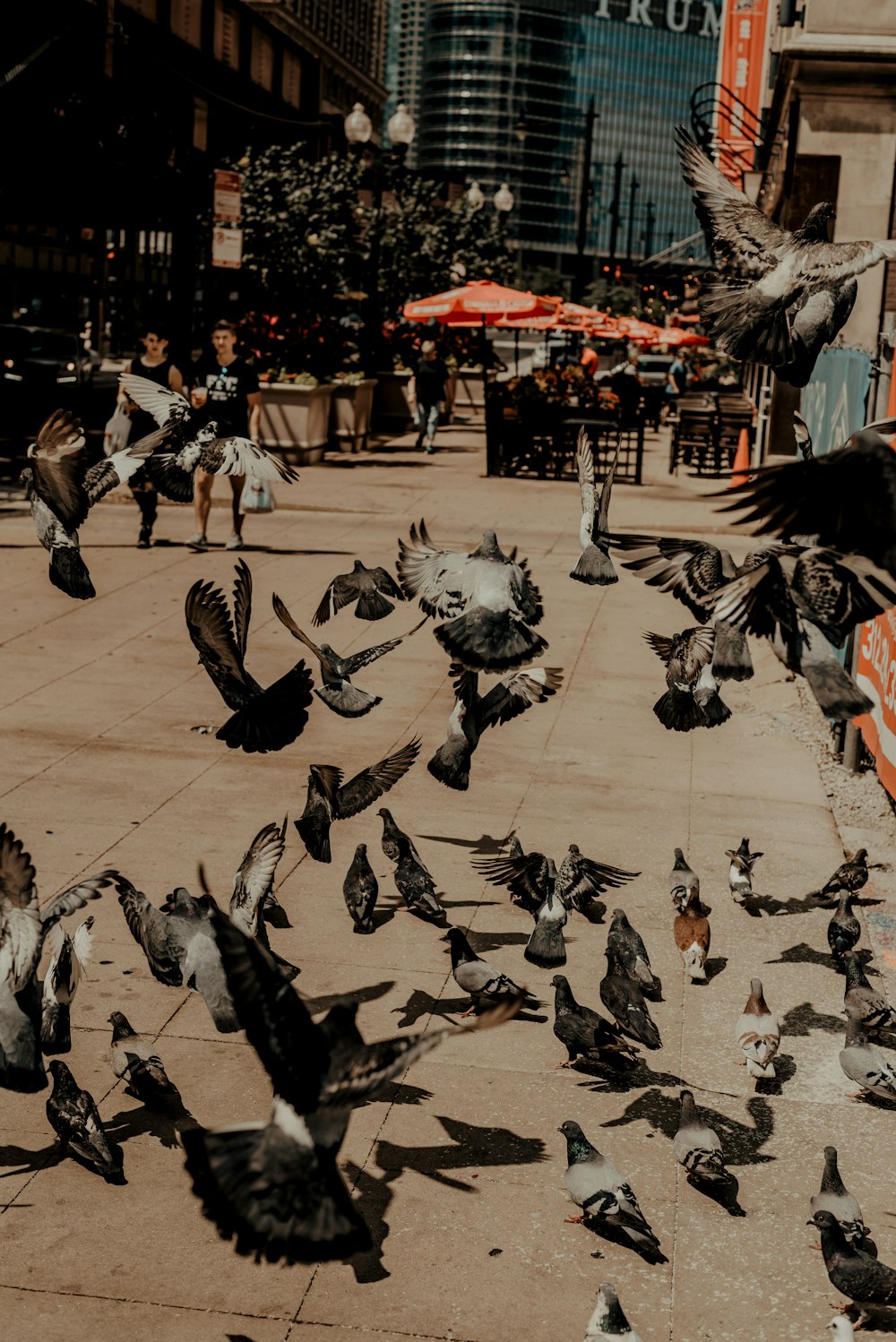 brood of gray pigeons in the ground